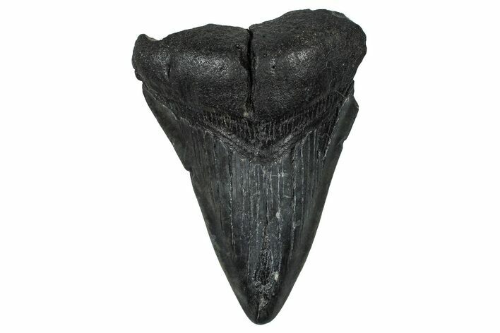 Bargain, Fossil Megalodon Tooth - South Carolina #368495